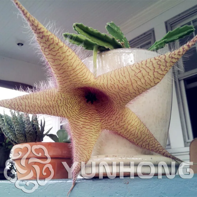 

Free shipping 50pcs German imports of potted flowers sedum succulents Bonsai radiation wonderful fleshy Bonsai Bearded starfish
