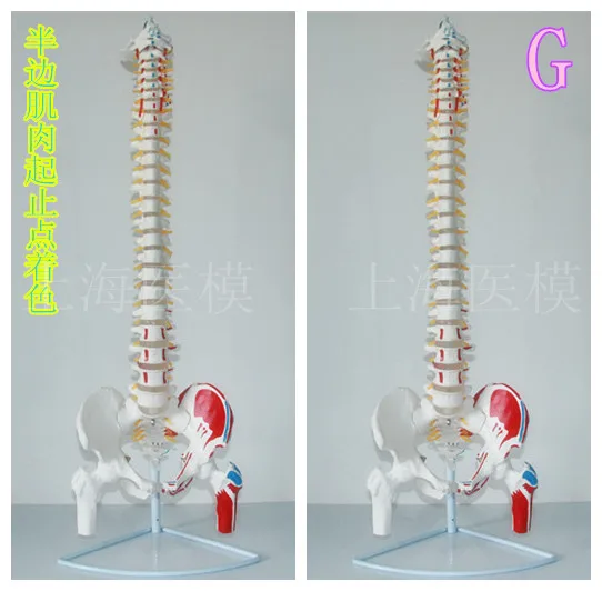 85 см модель позвоночника человека 1: 1 позвоночник человека с позвоночника межпозвоночного диска скелета