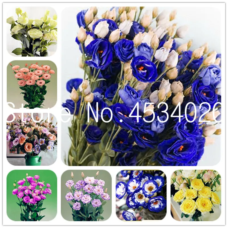 

Big Sale! 100 pcs Multicolor Eustoma flores,Lisianthus plantas,Perennial Flowering Plants beautiful bonsai plant for home garden