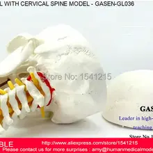 Череп с шейного отдела позвоночника модель затылочной модель ортопедии человеческого черепа модель человеческого черепа череп модель человека GASEN-GL036