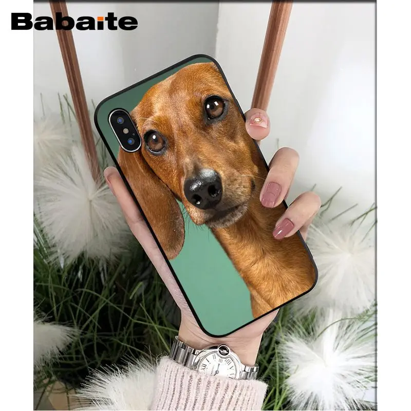 Dachshund dog