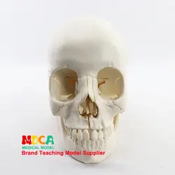 Медицинские Разделение 22 Компоненты 1:1 человеческого основной череп модель черепа череп медицинское учение MTG014