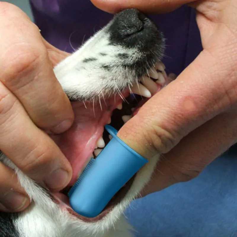 Super Soft Pet Finger Toothbrush Teddy Dog Brush Addition ...