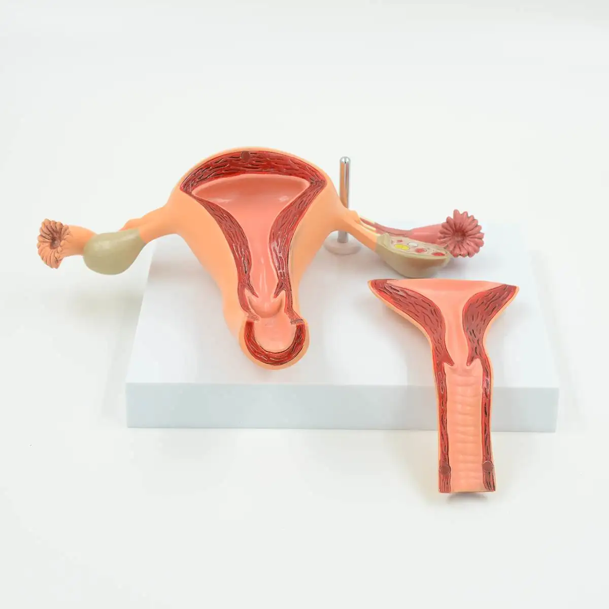 2 части анатомическая здоровая человеческая Женская матка модель яичников Женская медицинская наука матка Анатомия яичников модель образовательная поставка