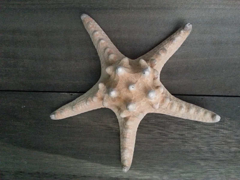 Супер большой натуральных сухих булочка starfish около 15 см-22 см идея для украшения