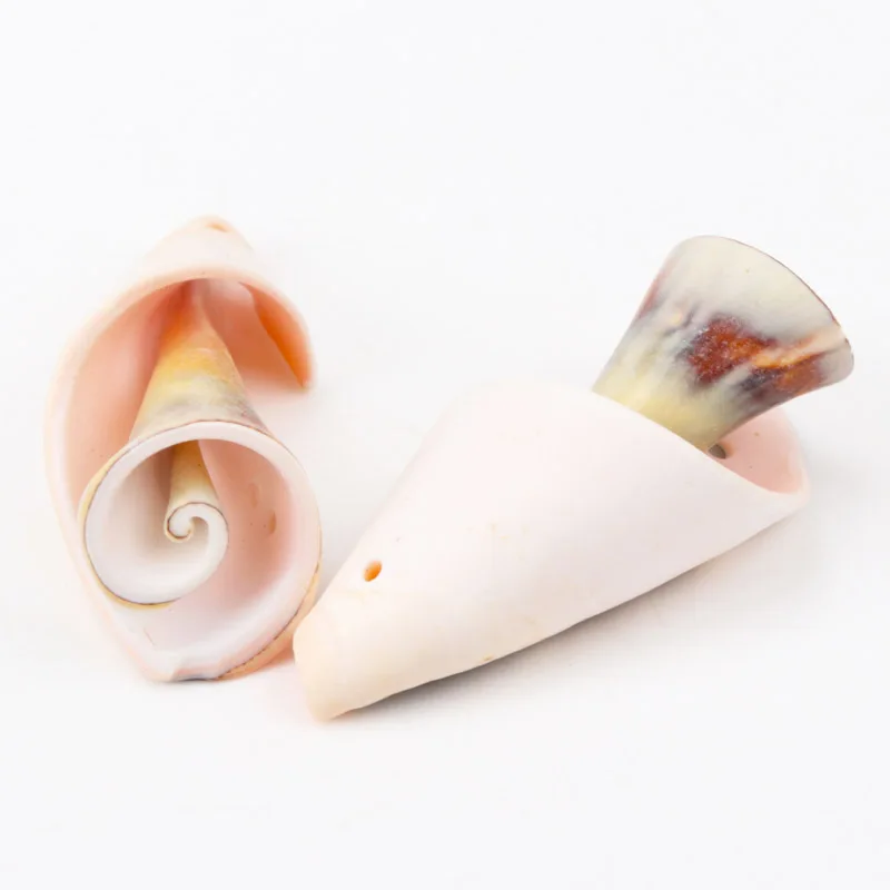 Natural Spiral Shell SeaShells Zeeschelp for DIY handmade Home decoration jewelry making Scrapbooking Craft 5pcs 30-40mm