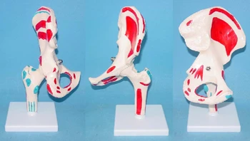 

Natural large colored muscle hip skeleton model Skeleton human bone human body teaching one pc