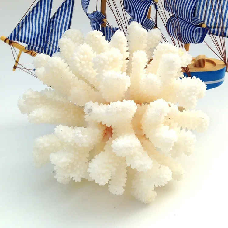 White sea coral tree8