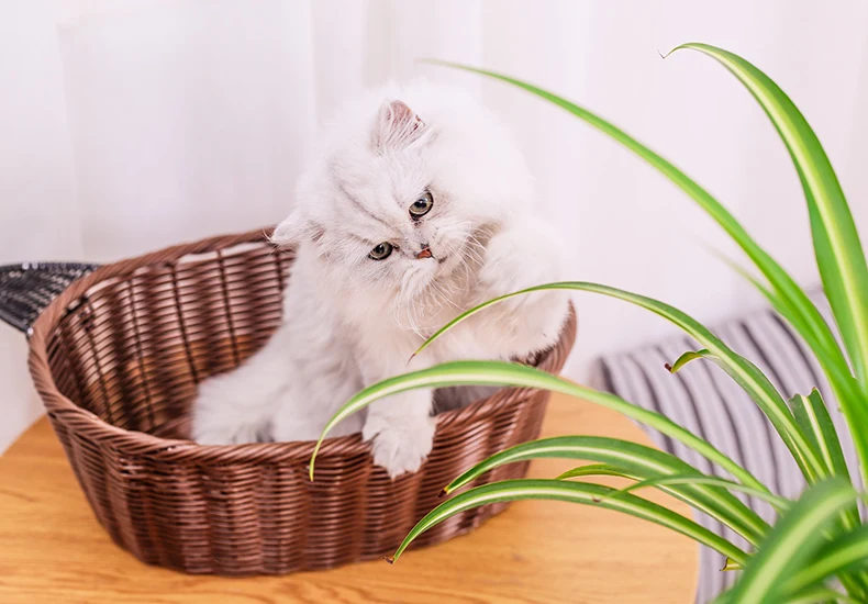 Hoopet кровать для питомца кошки тростниковая кровать весна лето котенок дышащий милый вид кошка гнездо прочный дом