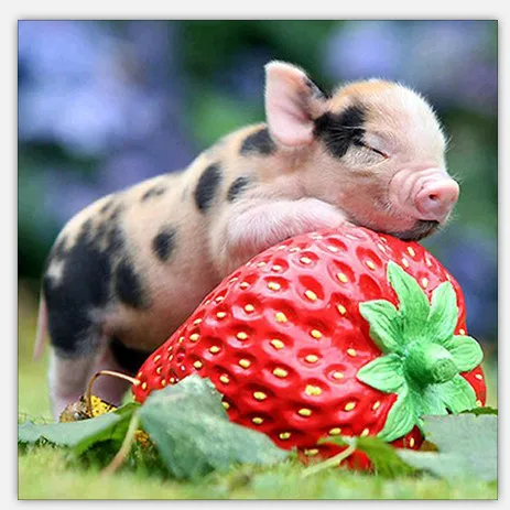 Diamond Bordir Lukisan Hewan Lucu Kartun Babi Strawberry 5d Diy