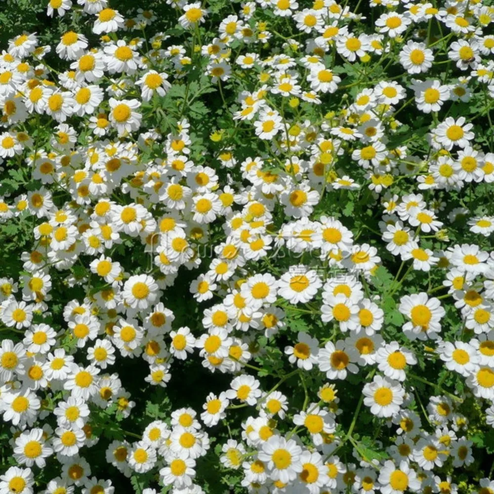 Tohumlardan Pyrethrum: Büyüyen ve Bakım 59