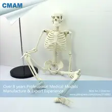 CMAM-SKELETON06 Classic Medical Anatomy Standard 85cm Human Skeleton Model Manikin цена CMAM-SKELETON06 Classic Medical Anatomy Standard 85cm Human Skeleton Model Manikin цены онлайн