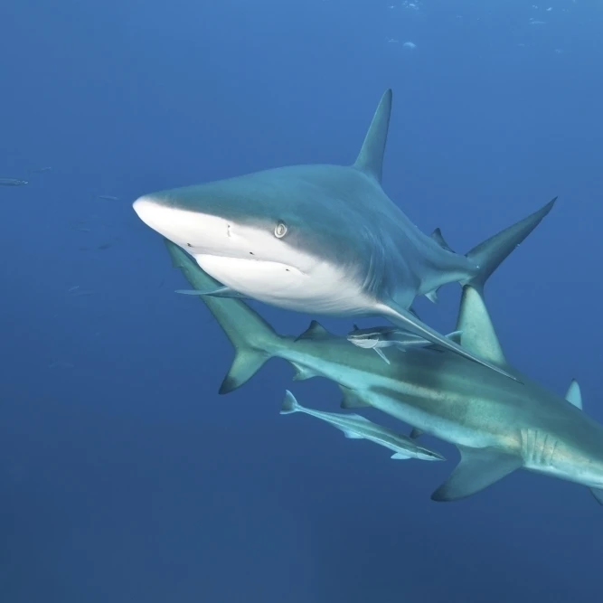 Oceanic blacktip sharks with remora in the waters of Aliwal Shoal  South Africa Poster Print (17 x 11)