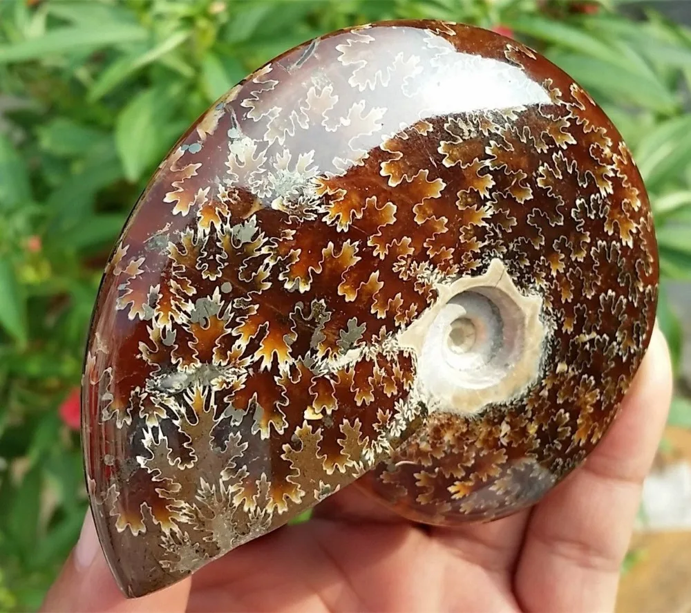 

160g Ancient Ammonite Genuine Fossil Crystalline Beauty Madagascar