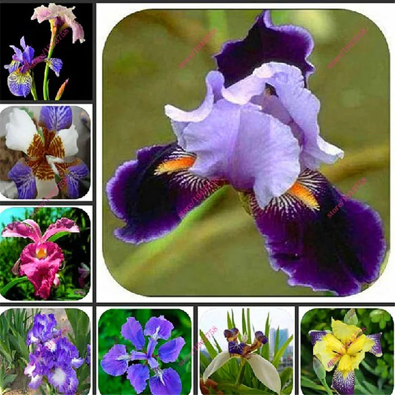100pcs-Iris-orchid-seeds-Plant-bonsai-butterfly-iris-seed-flower-seeds-perennial-plant-for-home-garden