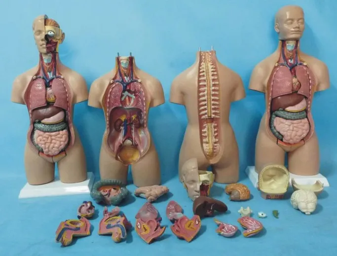 19 деталей модель torso 55 см анатомии человеческого тела сердца мозга|brain model|human