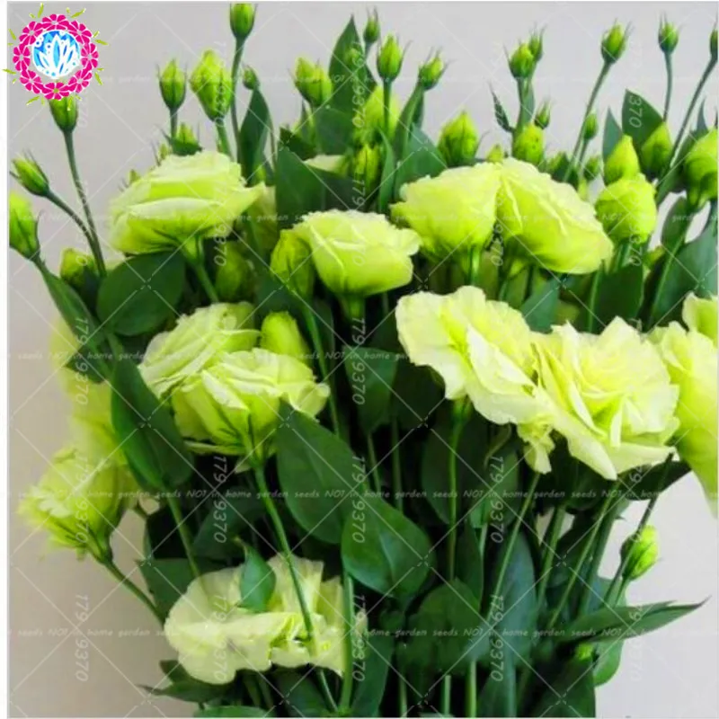 

100 Pcs Bonsai Green Eustoma Flower beautiful mixed color Lisianthus potted plants flowers for home garden planting