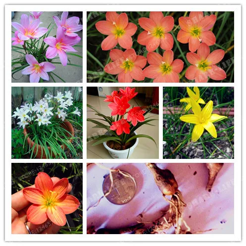 

2 Bulbs Color Mixing Zephyranthes Candida Bulbs Bonsai Flower Bulbs Outdoor Plant Natural Growth Bonsai