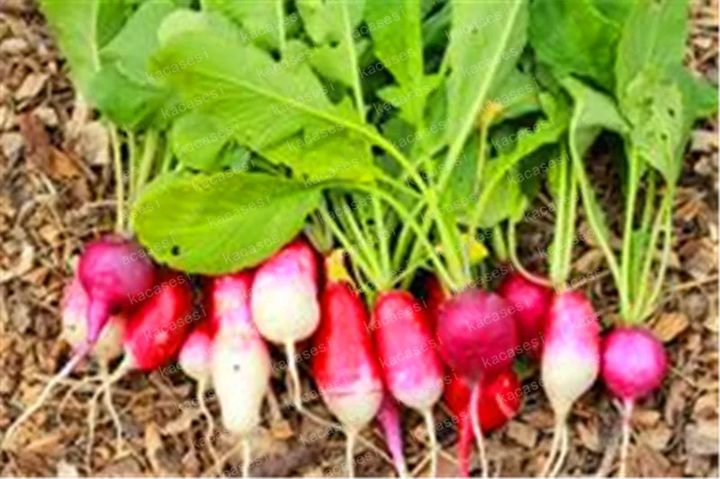 100 Pcs Rare Sausage Radish Bonsai Juicy And Nutritious Early Spring Radish Very Delicious Vegetable Garden Food Easy To Grow