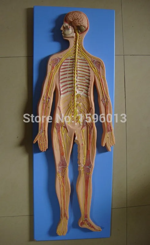 HOT-Nervous-System-Model-Anatomical-Model-of-the-Nervous-System-human-Nervous-System-model