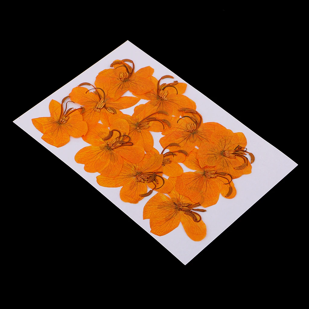 12 Pcs Natural Dried Pressed Flowers Cassiae Flowers DIY Scrapbooking Crafts