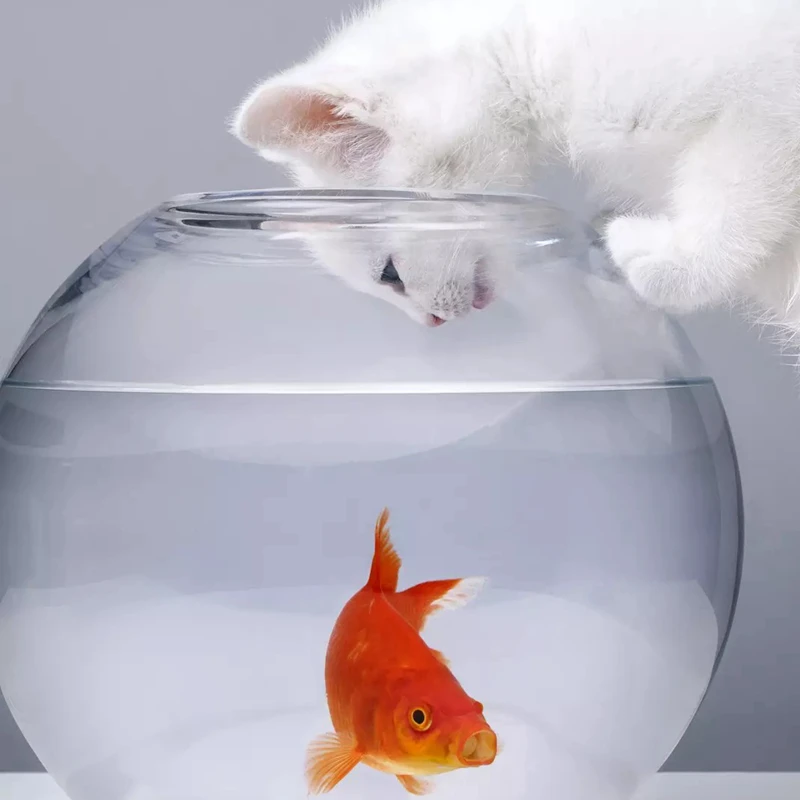 Cat Toy App Fish Cat Toy App Fish
