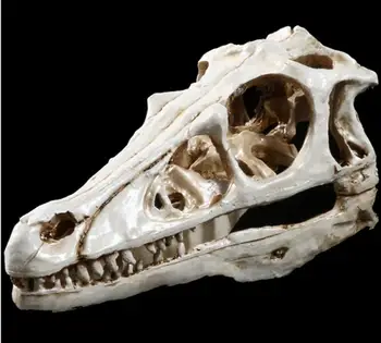 

Dinosaur skull model resin crafts Halloween decoration skeleton model