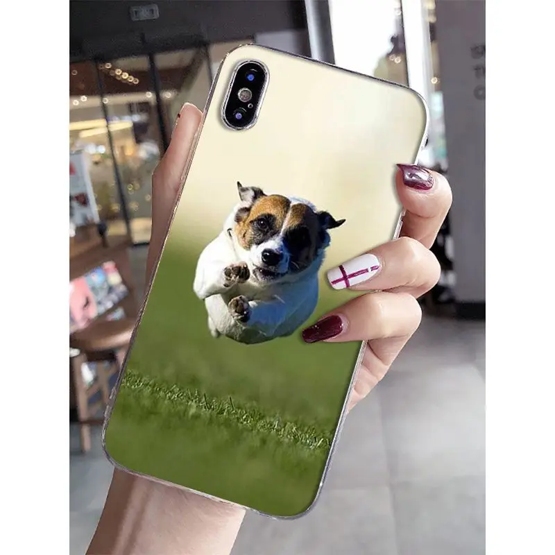 Jack Russell Terrier Dog
