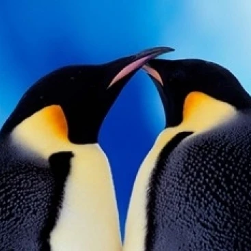 Emperor Penguin Pair  Antarctica Poster Print by Art Wolfe (24 x 15)