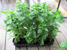 500 pcs Stevia flores Stevia rebaudiana Semillas,chinese cheap herb plantas Stevia Herbs plante bonsai plant for home garden factory directly stevia leaves extract stevioside of iso9001 standard