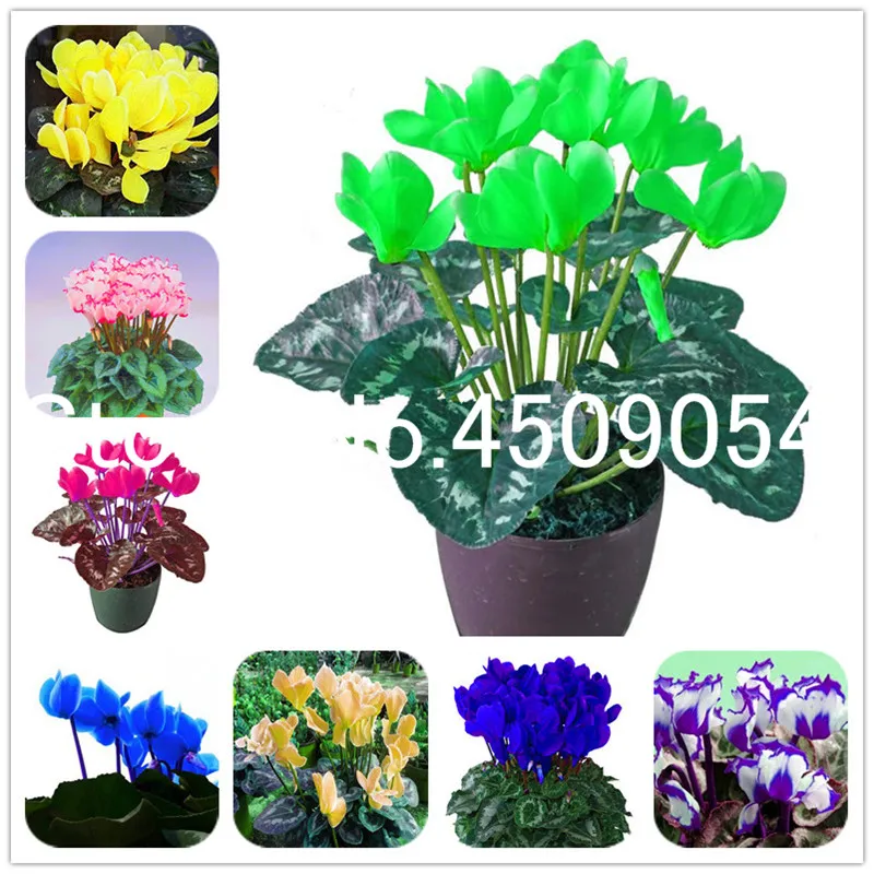 

Sales! 100Pcs New Fresh cyclamen Bonsai Seedsplants, Cyclamen floreslings Plants,Primrose flowers Garden,winter flower in garden