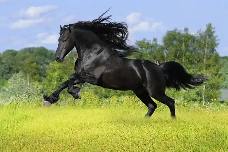 Black Horse The Wooden Puzzle 1000 Pieces Ersion Jigsaw Puzzle White Card Adult Children S Educational Toys Puzzles Aliexpress
