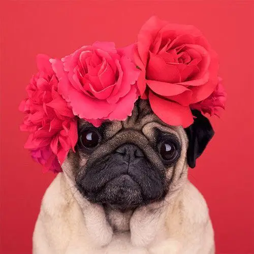 

3D Diy Diamond Painting Pug Dogs Red Rose Flowers Diamond Full Mosaic Cross Stitch Animal Needlework Diamond Embroidery