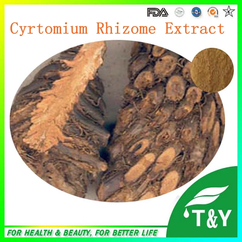 

Natural herb Cyrtomium Rhizome extract 100g