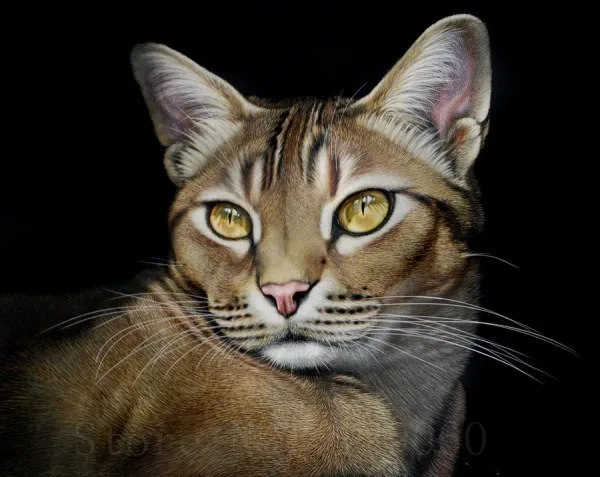 

New 5D Diy Diamond Painting Grey Cat Diamond Mosaic Blossom Diamond Embroidery Cross Stitch Home Decor Full Square Resin Pattern