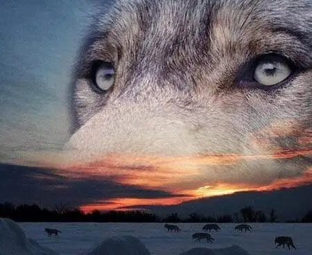 

40X50CM(16"X 20") Wolf Head Animal Full Drill Put Embroidery Diy Diamond Painting Cross Stitch Kit Mosaic Home Decor ZE1444
