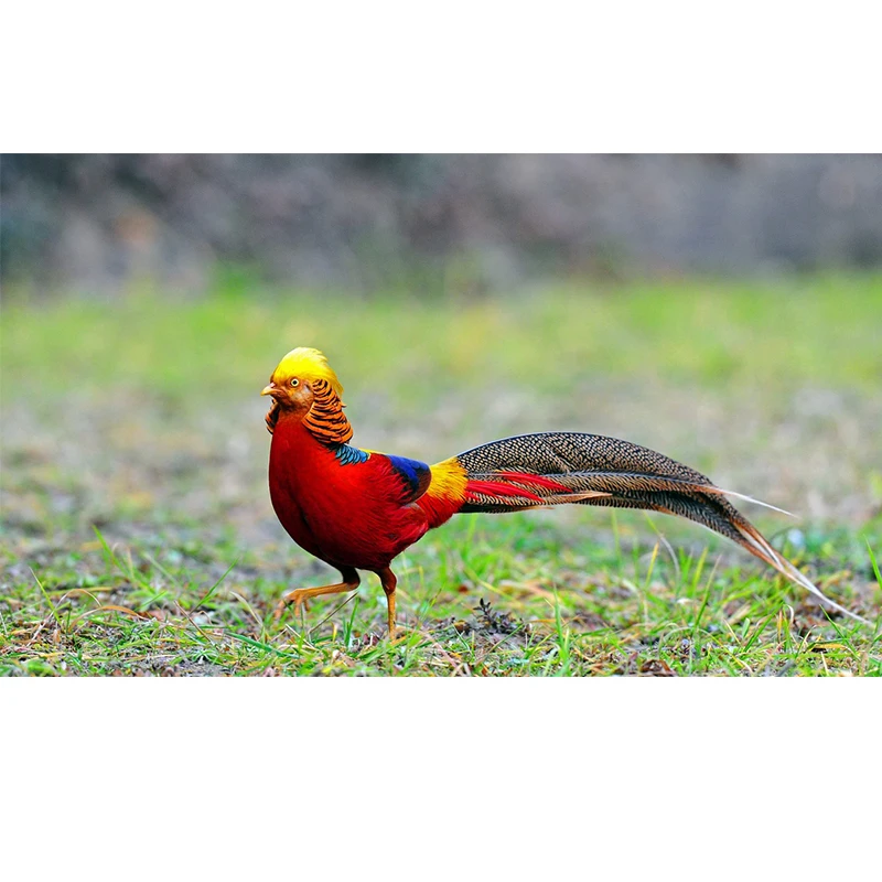 Royal Sissi Serre Tete De Faisan Dore Couleur Naturelle 50 Pieces Ecusson De Tete Selectionne Materiel Pour Nouer Les Mouches Aliexpress Royal Sissi Serre Tete De Faisan Dore Couleur Naturelle 50 Pieces Ecusson De Tete Selectionne Materiel Pour Nouer Les Mouches Aliexpress