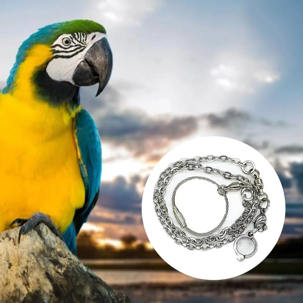 cockatiel and sun conure