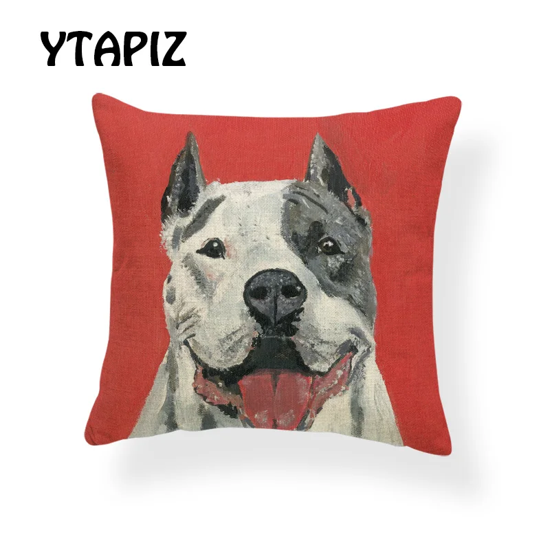 AB9166 (3) American Pit Bull Terrier