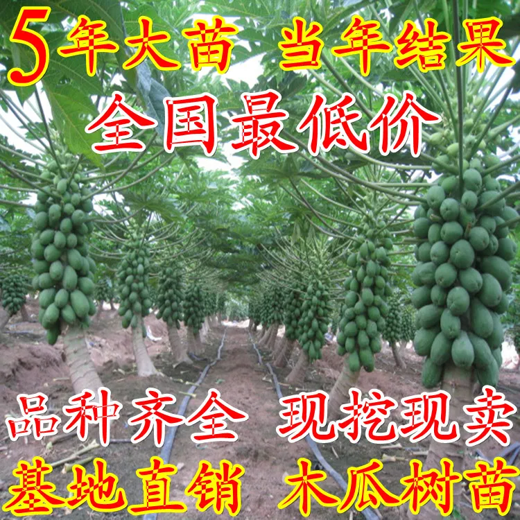 Freeshippingwholesalepottedfruittreeseedlingsplantedmelons