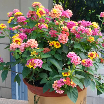 30-unids-Lantana-Camara-Perenne-Semillas-de-Flores-Bonsai-Semillas-De-Arbustos.jpg