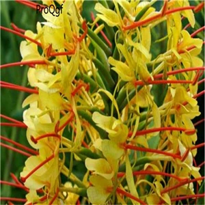 Ngryise шт набор Hedychium coronarium