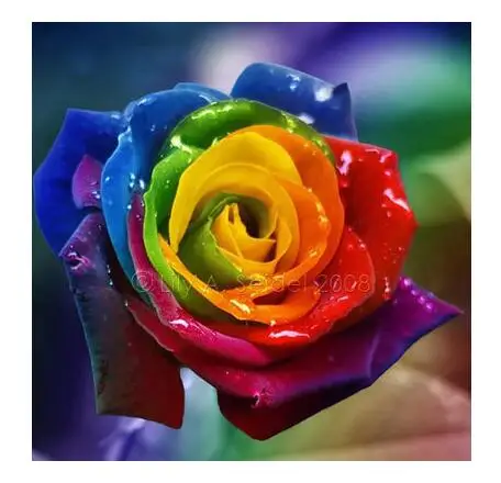 

20 kinds mixed 1000 rose pcs/pack ,Four Seasons sowing of perennial flowers, rose flowers easy to plant
