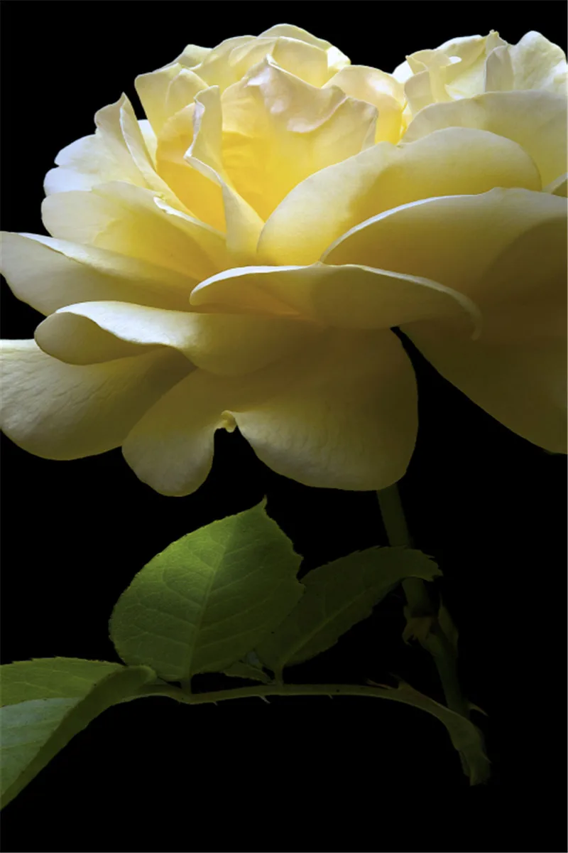 Full square Diamond Embroidery Peony Tulip Poppy Gerberas Rose Sunflower Orchid Cross Stitch Painting Decor Christmas | Дом и сад