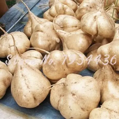 

6 Pcs/bag Sweet Potato Jicama / Yam Bean Garden Fruits And Vegetables Bonsai Pot Free Shipping Fast Growing Courtyard Plant