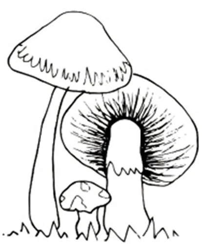 Paling Baru Gambar Sketsa Jamur Merang Tea And Lead Paling Baru Gambar Sketsa Jamur Merang Tea And Lead