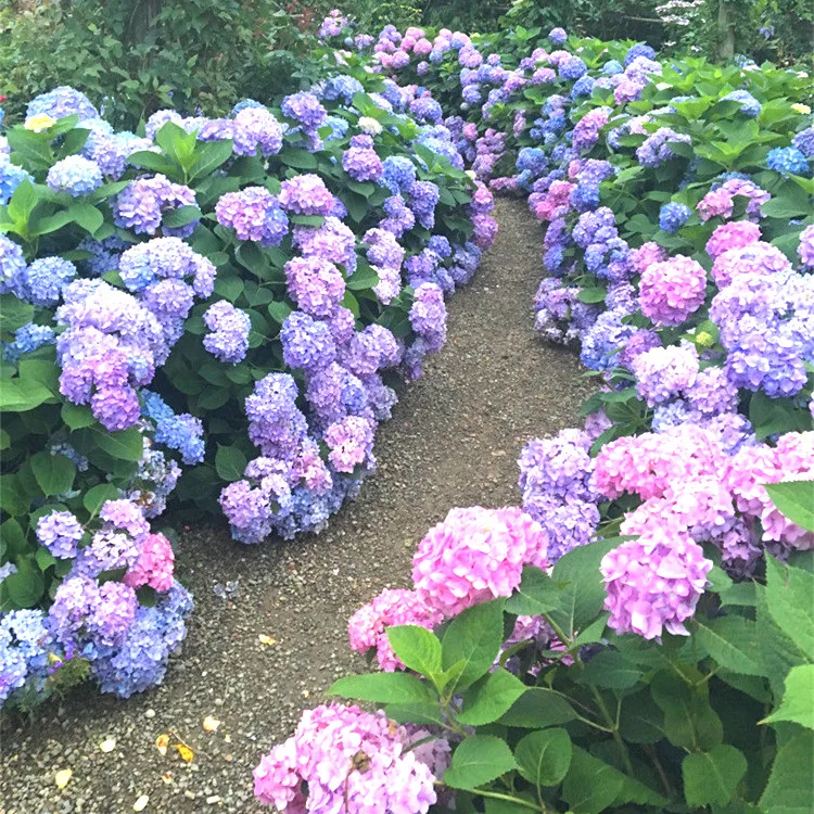 30 pcs hydrangea seed,blue hydrangea,China hydrangea flower seeds