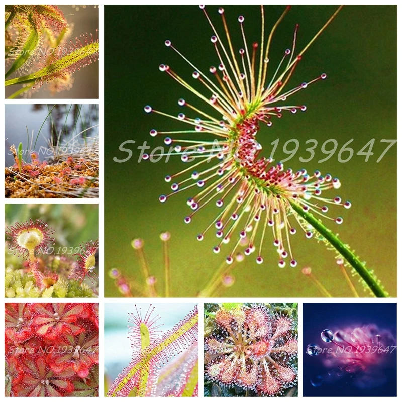 Sale! 100 Pcs/ bag Bonsai Sundew Plants Blue enchantress Carnivorous plant table Pot Drosera peltata Bonsai Radiation Protection