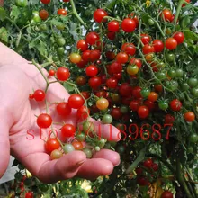 200 tomato seeds Rare mini Climbing Tomato seeds, Cherry Tomatoes - sweet 200, Mini Tomato Bonsai Plant seeds, Organic Food the tomato pie