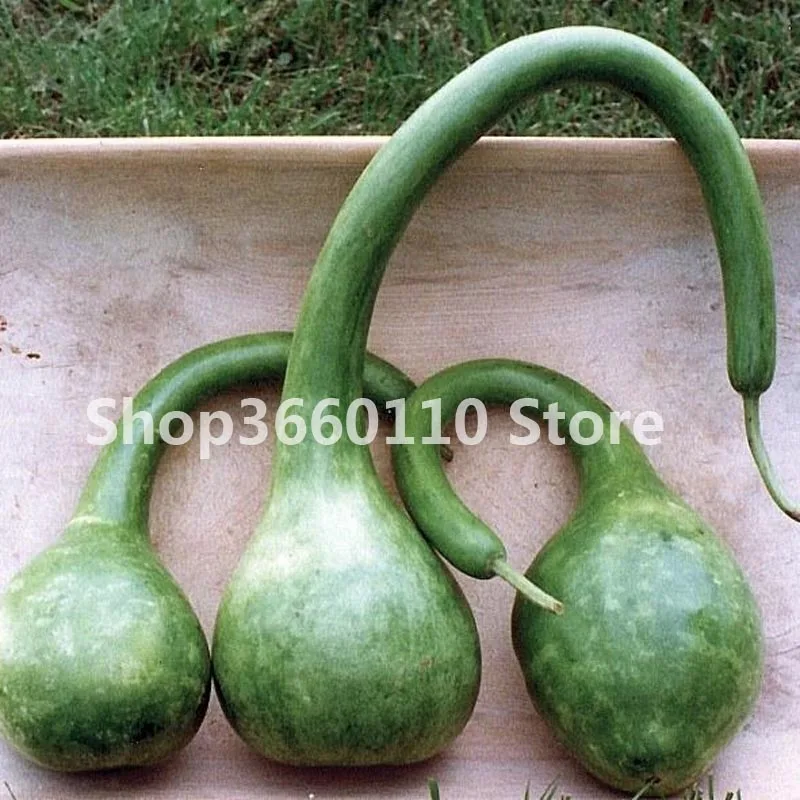 

20pcs A Bag Gourd Bonsai Bottle Gourd Bonsai Spoon Lagenaria Siceraria Bonsai Vegetable And Fruit Plants For Garden